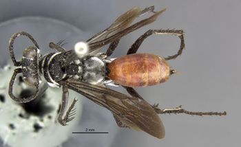 Media type: image;   Entomology 17184 Aspect: habitus dorsal view